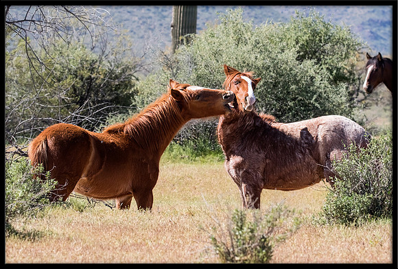 Salt River Wild Horse