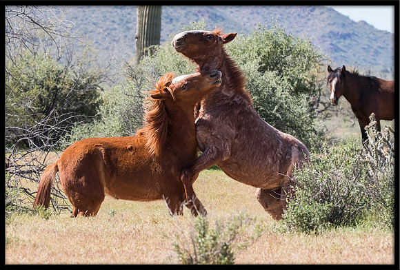Salt River Wild Horse