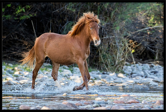 Salt River Wild Horse