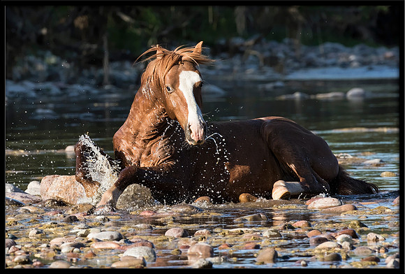 Salt River Wild Horse