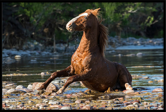 Salt River Wild Horse