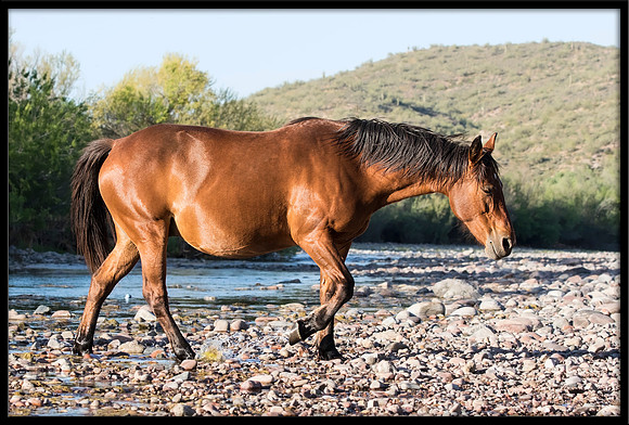 Salt River Wild Horse