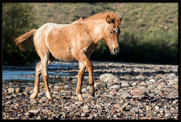 Salt River Wild Horse