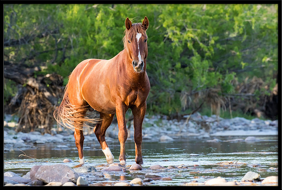Salt River Wild Horse