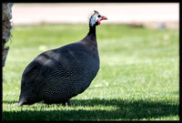 Helmeted Guineafowl
