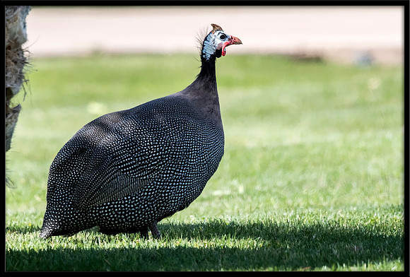 Helmeted Guineafowl