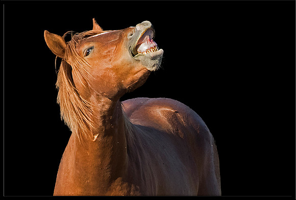 Salt River Wild Horse