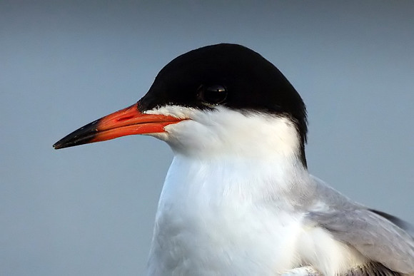 Forster's Tern - portrait