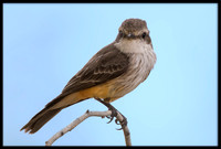 Vermilion Flycatcher