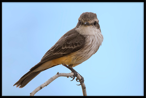 Vermilion Flycatcher