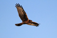 Northern Harrier