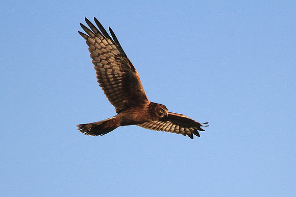 Northern Harrier
