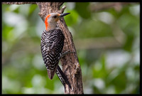 Red-bellied Woodpeckers