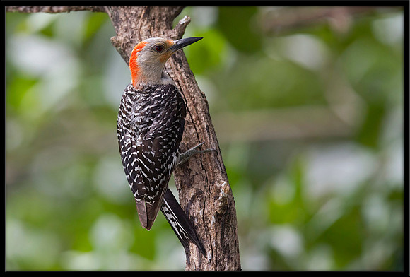 Red-bellied Woodpecker