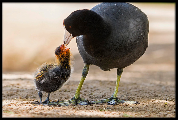 American Coot