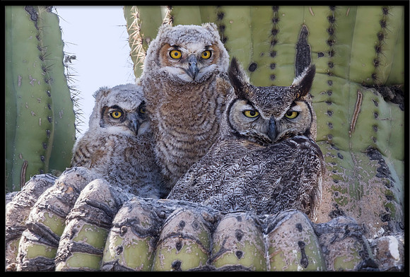 Great Horned Owl Family