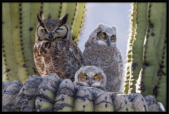 Great Horned Owl Family
