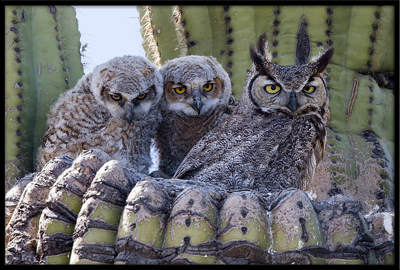 Great Horned Owl Family