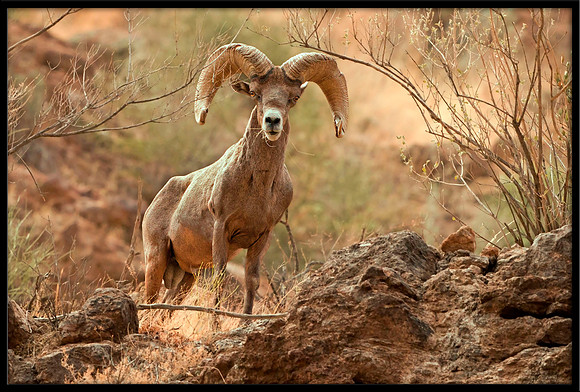 Desert Bighorn Ram