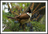 Red-whiskered Bulbul