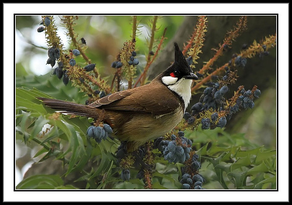 Red-whiskered Bulbul