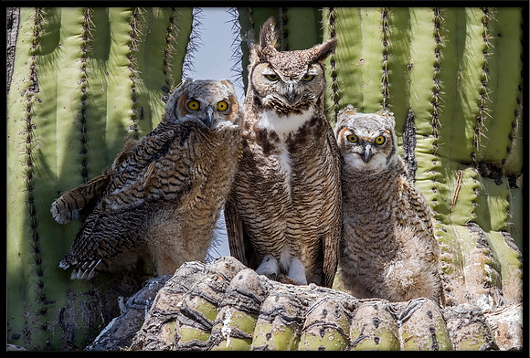 Great Horned Owl