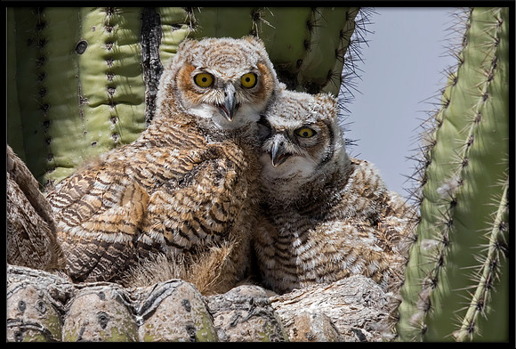 Great Horned Owl