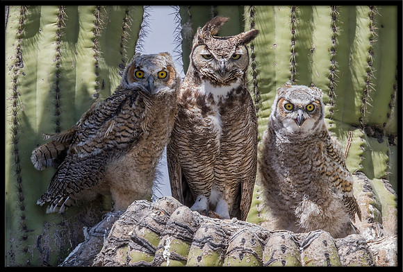 Great Horned Owl
