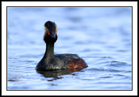 Eared Grebe