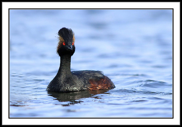 Eared Grebe