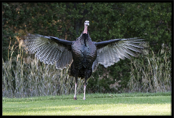 Turkey