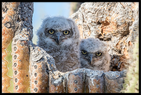 Great Horned Owl