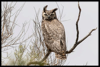 Great Horned Owl