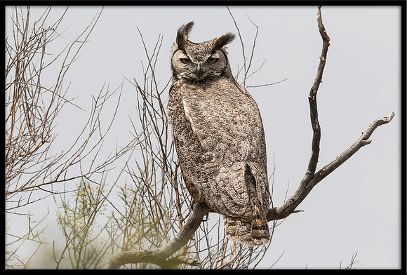 Great Horned Owl