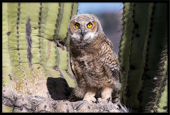 Great Horned Owl