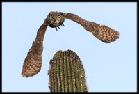 Great Horned Owl