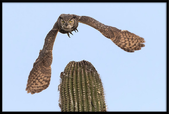 Great Horned Owl