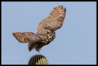 Great Horned Owl