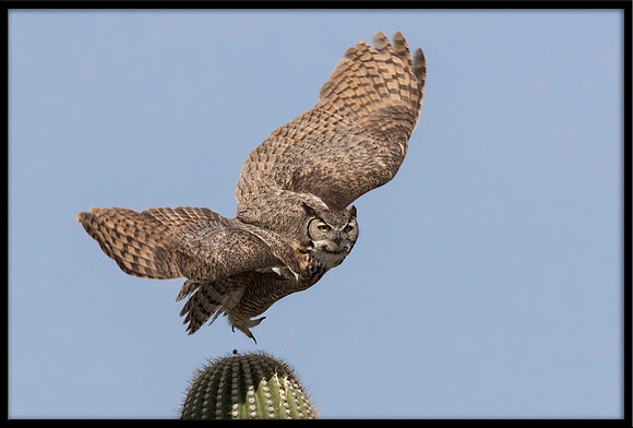 Great Horned Owl