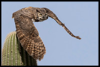 Great Horned Owl