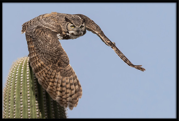 Great Horned Owl