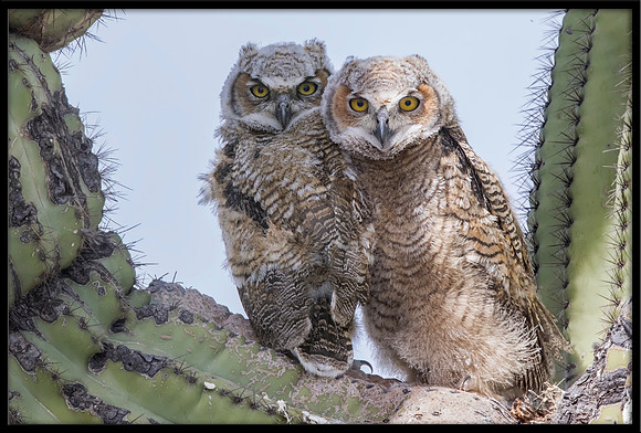 Great Horned Owl