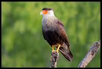 Crested Caracara
