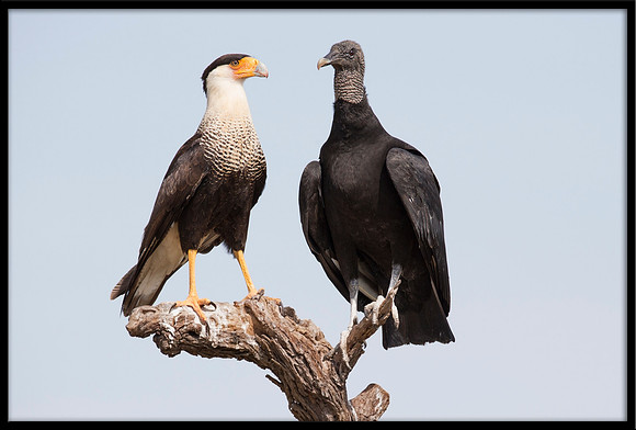 Crested Caracara and Black Vulture