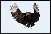 Black Vulture