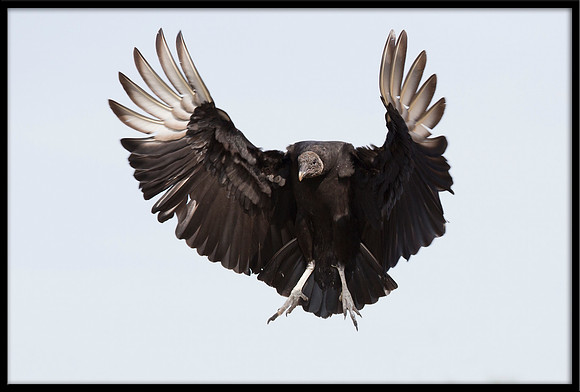 Black Vulture
