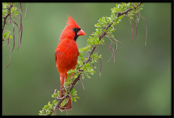 Cardinal (m)