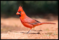 Northern Cardinal