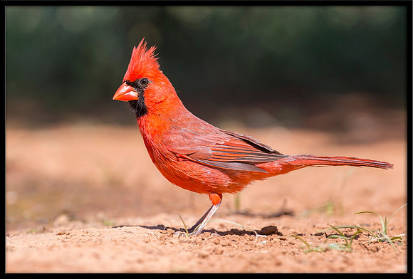 Northern Cardinal