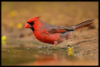 Northern Cardinal